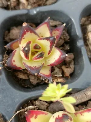 Echeveria Agavoides White Ebony( Mexico Form) Display In 5cm Pot • $30