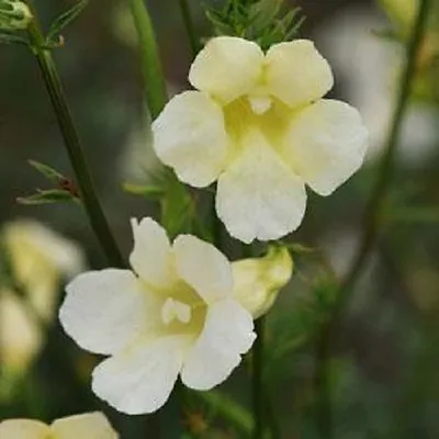 £4.50 • Buy 20+ Incarvillea Hardy Gloxinia Flower Seeds / Cream Color Perennial