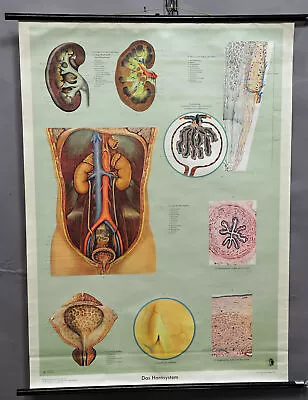 Anthropology Medical Vintage Rollable Wall Chart Poster Urinary System • $215.99