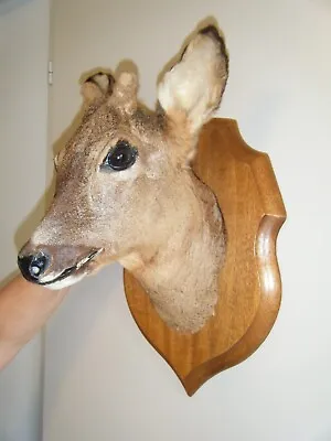 £109.99 • Buy A Taxidermy Doe Deer Head Mounted On A Wooden Shield