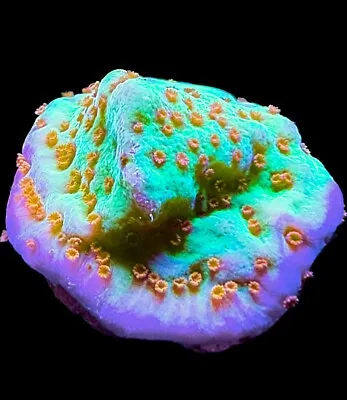 Live Coral Montipora Jedi Mind Trick 3/4 + • $15