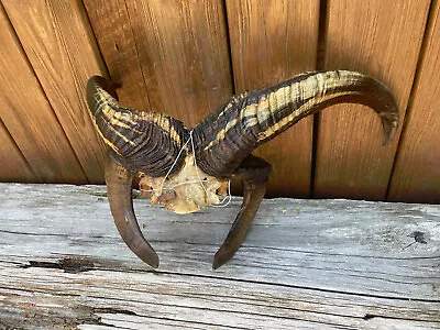 $450 • Buy Beautiful - RARE* 4 Horn Or Jacobs Sheep Big Horns Log Cabin Hunting Lodge Decor