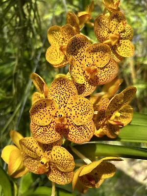 Vanda Fuschs Harvest Moon X V. Gua Chia Long  Near Blooming Size Vanda Orchid • $35