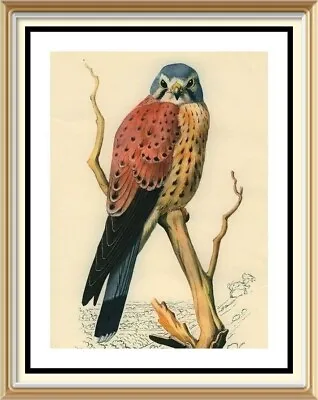 Vintage TUNNICLIFFE Wildlife Art Print KESTREL Falcon Bird Of Prey Hunting • £1.25