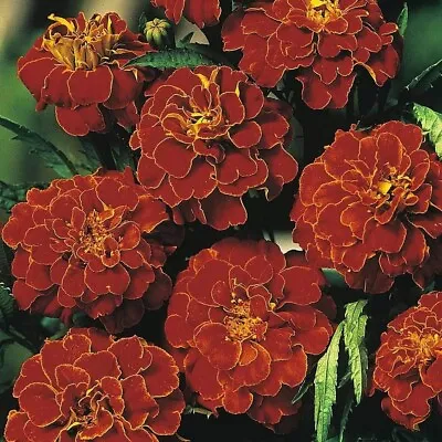 Marigold Scarlet Sophie Tagetes Patula Rich Russet Red Blooms Flower Seeds • £2.99