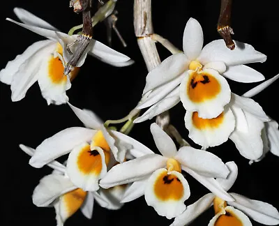 Dendrobium Bensoniae Orchid Species Mounted Plant • $24.65