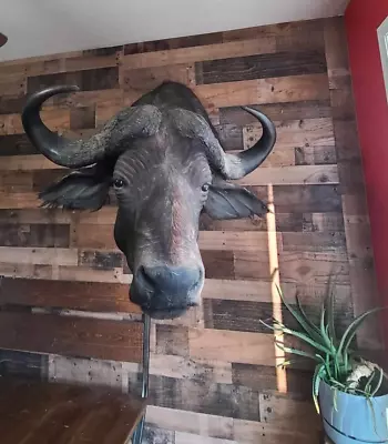 African Cape Buffalo Taxidermy Shoulder Mount • $700