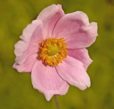 Photo 6x4 Japanese Anemone Southgate/TQ3094 Japanese Anemones Are Popula C2008 • £2