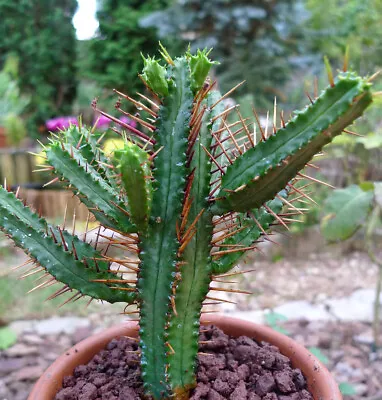 EUPHORBIA (Euphorbia Pentagona) 10 Seeds • $4