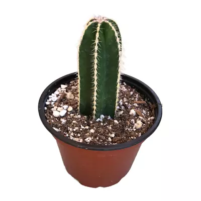 Mexican Fencepost Cactus | 4 Inch | Live Cactus Plant | Succulent | Indoor Plant • $9.88