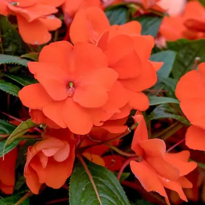 ×6 Med Impatiens New Guinea Harmony Orange Plug Plants Patio Garden Tub Flowers • £9.99