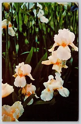 Presby Memorial Iris Gardens Mountainside Park Montclair New Jersey Postcard • $7.99