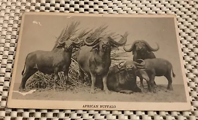 AFRICAN BUFFALO ~ CAPE BUFFALO ~ ANTIQUE FIELD MUSEUM CHICAGO POSTCARD - 1930s • $19.99