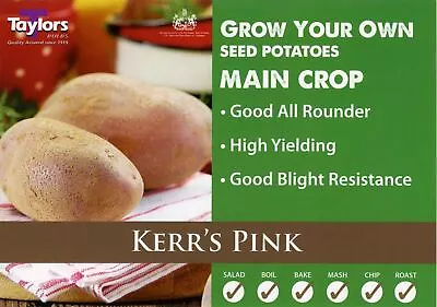 £4.50 • Buy Kerr's Pink - Seed Potato - Main Crop - Available In Bags Of 5,10,15