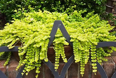 £6.99 • Buy 6x Goldilocks Creeping Jenny Rooted Cuttings Trailing Plant Hardy Ground Cover