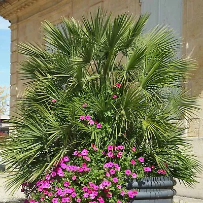 Suttons Chamaerops Humilis Dwarf Fan Palm Hardy Evergreen Yellow Bloom 2 X 19cm • £68.99