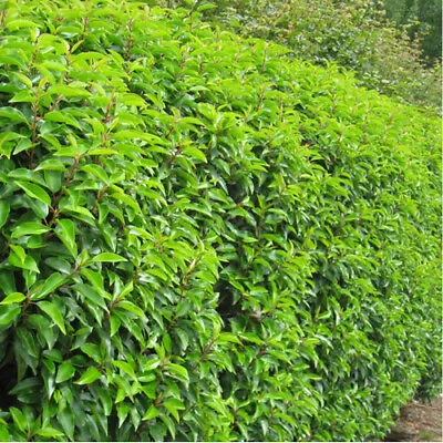 5 X Portuguese Laurel Prunus Lusitanica Evergreen Hardy Hedging Plant In Pot • £16.99