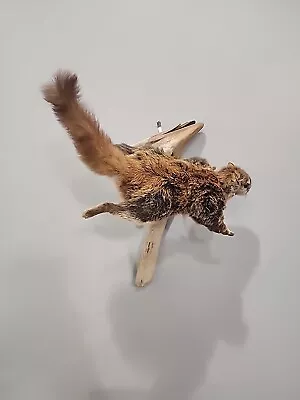 J105 Flying Squirrel Mount Taxidermy • $245