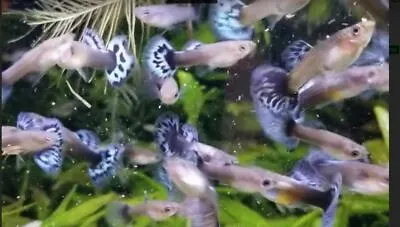 RARE!Guppies Dumbo Ivory Blue Mosaic 4 Pk Juveniles . Parents From Vietnam • $15