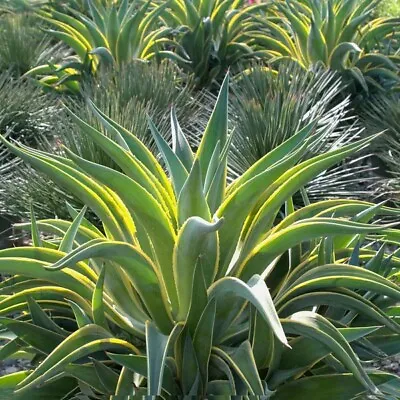 10 Agave Desmettiana Variegated / Smooth Agave Bulbs And Pups. 3-5 Inches Rooted • $15.99