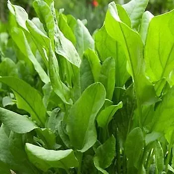 £1.29 • Buy Herb -Sorrel Large French - 3000 Seeds
