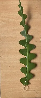 £5 • Buy Fishbone Cactus 'Epiphyllum Anguliger' – House Plant Rooted Cutting
