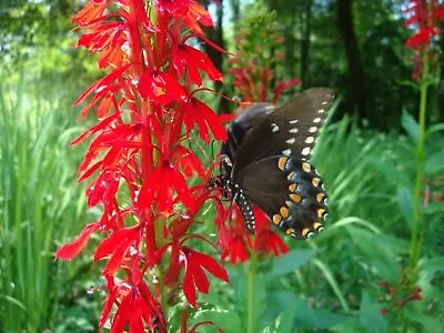 Variety Of Wildflower Seed Packets - Select From List Or Buy Entire Collection • $2.59