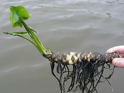 1 Pond Plant Water Lily Aquatic Garden Pond Marginal Lilies Lillies • £6.25