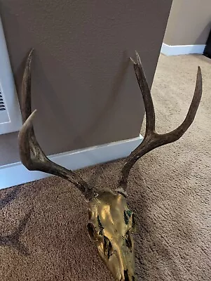 Gold Mule Deer Skull With Antlers Taxidermy European Mount • $58.88