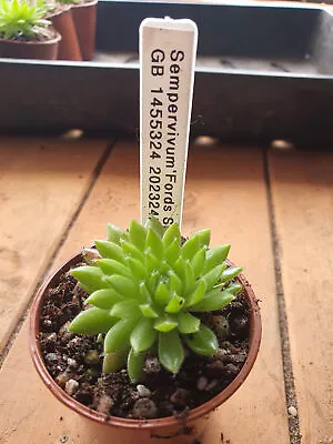 Sempervivum 'Ford Spring'  (House Leek) Hardy Succulent • £3.30