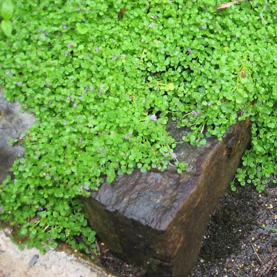 £8.95 • Buy Mint 'Corsican' Medium Plug Plant X 4. Herb Ground Cover. Mentha.