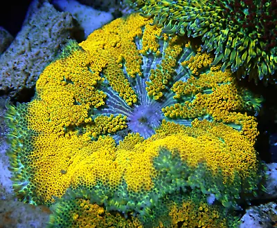 WYSIWYG Super Bright Orange Mini Maxi Carpet Anemone Coral-Marine Coral Frag • £0.99