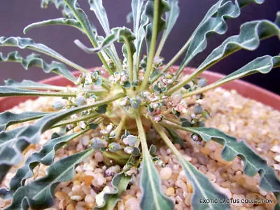 £8.05 • Buy RARE Euphorbia Hadraumautica, Exotic Madagascar Bonsai Cacti Caudex Seed 5 Seeds