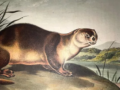 Audubon Quadrupeds Octavo Bowen 1849 Hand-colored Lithograph Pl 122 Otter • $100