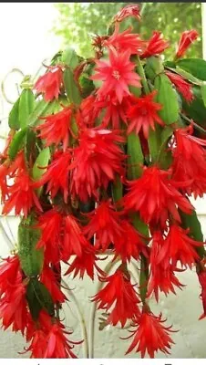 1 X Red Easter Cactus. Hatiora GAERTNERI RHIPSALIDOPSIS. Unrooted Cutting.  • £4