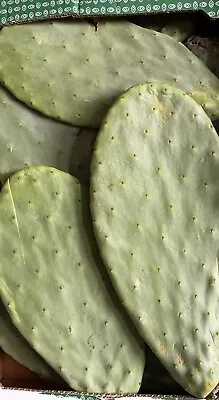 £15.99 • Buy Opuntia Prickly Pear Large 1kg Mature Whole Pad Reptiles Treat Food Small Animal