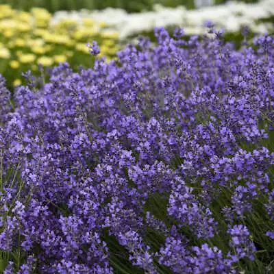 English Lavender Munstead Purple Plug Plants Wildlife Friendly Cottage Garde • £10.99