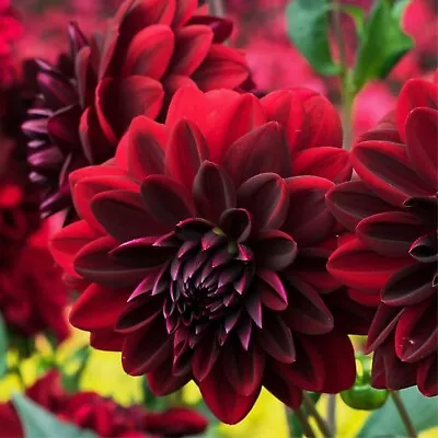 1x Dahlia 'Arabian Night' Garden Flower Tubers Plant Now For Spring Decorative • £3.99
