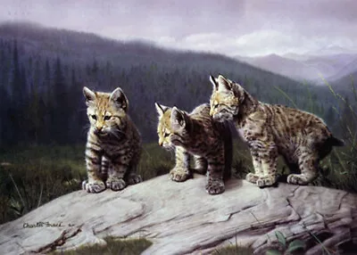 Three Of A Kind By Charles Frace Kitten Bobcats Animal Wildlife Paper Art Print  • $34.99