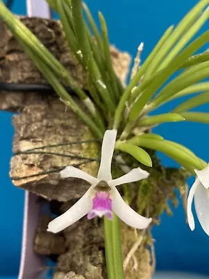 Leptotes Bohnkianum Mounted Mini Orchid Species White Purple • $29.99