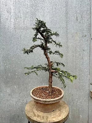 English Yew Bonsai Tree  • £195