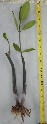 2 Red Mangrove Plants Around 15  Inch W/ Roots & Leaves Organic-Mangrove Nitrate • £24.09