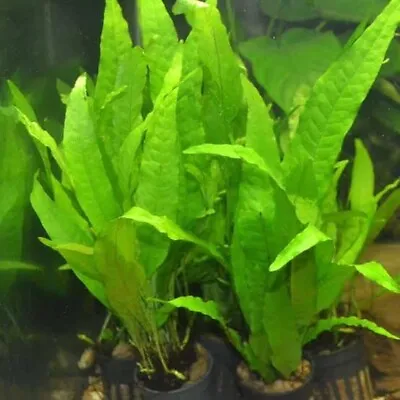 Broad Leave Java Fern - Beginner Fresh Water Live Aquarium Fish Tank  Plant Easy • $10.95