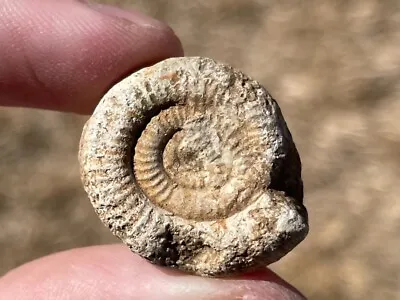 England Fossil Ammonite Dactylioceras Sp. Jurassic Dinosaur Age • $9.99