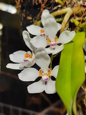 $41 • Buy Orchid Species Flask  Sarcochilus Falcatus  Purple Chin 