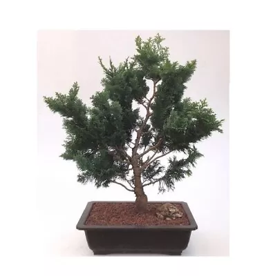 Hinoki Cypress Bonsai Tree Chamecyparis Obtusa Nana Gracilis 43yo25 H Outdoor • $880.95