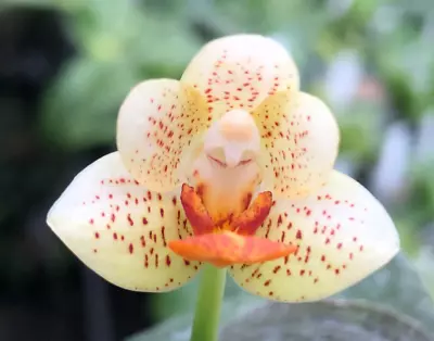 Novelty Phal Phalaenopsis Mini Mark-FRAGRANT • $13.50
