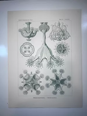 1904 Original Lithograph Stauromedusae By Haeckel #48 • $95