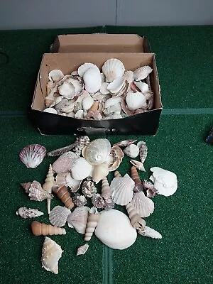 Sea Shell Lot 5.5lbs Small/Medium Scallop Conch Clam Snail Etc. NATURAL • $27.45
