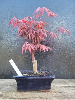 Japanese Maple Shohin Bonsai Tree (Acer Palmatum) In 15cm Bonsai Pot Outside 8 • £34